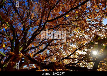 Feuilles d'automne sur un arbre contre un ciel bleu avec un faible soleil d'hiver brille à travers,Bramcote hills park, Nottingham, Angleterre, Royaume-Uni Banque D'Images