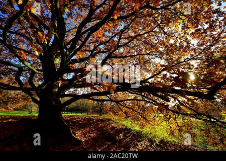 Feuilles d'automne sur un arbre contre un ciel bleu avec un faible soleil d'hiver brille à travers,Bramcote hills park, Nottingham, Angleterre, Royaume-Uni Banque D'Images