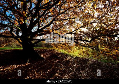 Feuilles d'automne sur un arbre contre un ciel bleu avec un faible soleil d'hiver brille à travers,Bramcote hills park, Nottingham, Angleterre, Royaume-Uni Banque D'Images