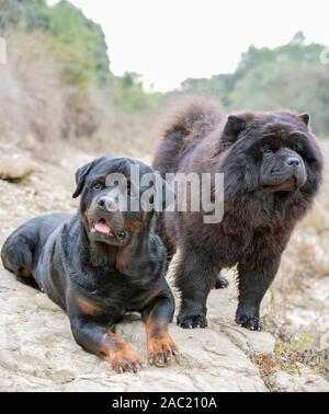 Photo de rottweiler et chow chow dans la nature, à l'automne Banque D'Images