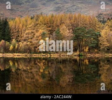 De superbes paysages de l'automne automne dynamique de Blea Tarn avec des couleurs d'or reflète dans lake Banque D'Images