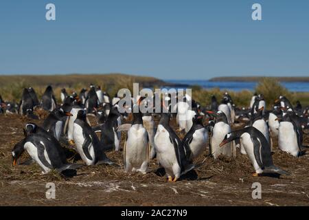 Gentoo pingouin (Pygoscelis papua) colonie sur l'île de Sea Lion dans les îles Falkland. Banque D'Images