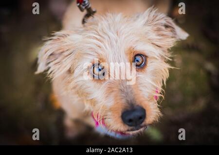 Portrait de chien bâtard beige triste jusqu'à la recherche. Reflet dans ses yeux bruns. Arrière-plan flou sombre. Banque D'Images