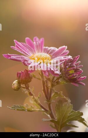 Chrysanthème rose rare. L'automne fleurs de givre. Chrysanthemum zawadskii. Banque D'Images