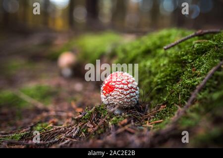 Amanita muscaria, communément connue sous le nom de fly fly agaric ou amanita, est un basidiomycète du genre Amanita. Bien que comme toxique, des rapports sur les Banque D'Images