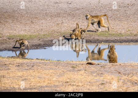 Chacma Baboon, Papio ursinus, boire dans un trou d'eau, les plaines de Bushman, le delta d'Okavanago, Botswana Banque D'Images