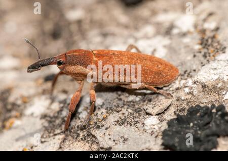 Beetle, Lixus vilis, sur un rocher, Catalogne, Espagne Banque D'Images