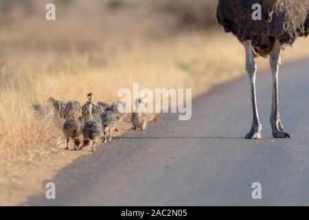 Maman autruche autruche avec poussins Banque D'Images