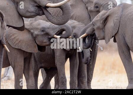 Troupeau d'éléphants l'éléphant d'éléphants se rassemblent Banque D'Images