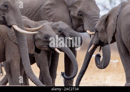 Troupeau d'éléphants l'éléphant d'éléphants se rassemblent Banque D'Images