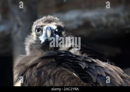 Close up portrait of golden eagle Banque D'Images