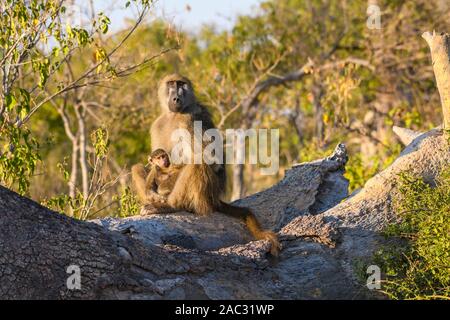 Chacma Baboon, Papio ursinus, mère et bébé, Bushman Plains, Okavanago Delta, Botswana Banque D'Images