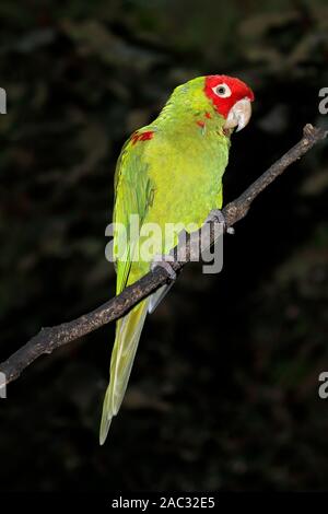 Conure masqué-Rouge (Psittacara erythrogenys) assis sur une branche, l'Amérique du Sud Banque D'Images