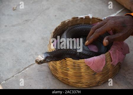 Un lit king cobra snake dans un panier d'un charmeur de serpent. Banque D'Images