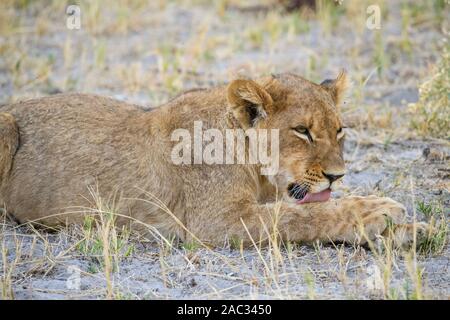 Young Lion cub (environ 6 mois), Panthera leo, Réserve privée de Khwai, Delta d'Okavango, Botswana Banque D'Images