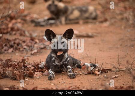 Chien sauvage d'Afrique, loup peint portrait Banque D'Images