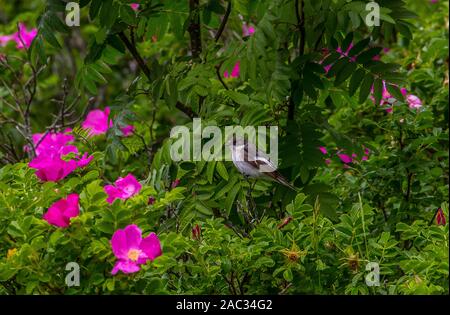 L'(Ficedula hypoleuca), homme d'un buisson rose à fleurs, Rowan dans l'image de fond de la fin du printemps, la côte Est de la gu Banque D'Images