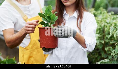 Montre bonne façon de le faire. Couple de travailleurs dans beau jardin vêtements de travail prendre soin de plante en pot dans la serre Banque D'Images