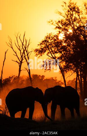 Éléphant D'Afrique, Loxodonta Africana, Au Coucher Du Soleil, Réserve Privée De Khwai, Delta D'Okavango, Botswana Banque D'Images