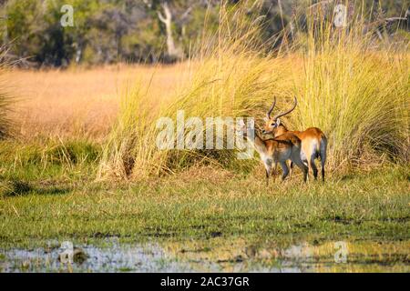 Lechwe Rouge Mâle Et Femelle, Kobus Leche, Réserve Privée De Khwai, Delta D'Okavango, Botswana. Également connu sous le nom de Southern Lechwe Banque D'Images