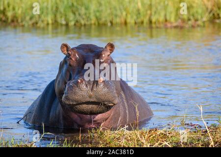 Hippopotamus, Amphibius D'Hippopotamus, Rivière Khwai, Delta D'Okavango, Botswana Banque D'Images