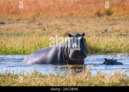 Hippopotamus, Amphibius D'Hippopotamus, Rivière Khwai, Delta D'Okavango, Botswana Banque D'Images