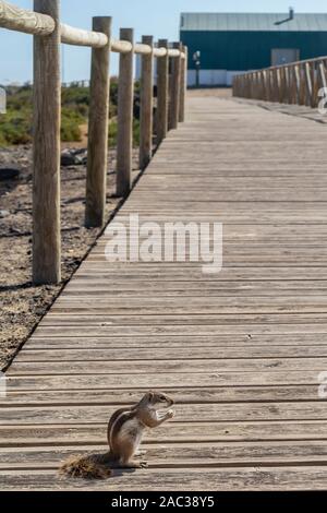 Un écureuil magnifique inquiets par la présence du photographe en mangeant sur une passerelle en bois Banque D'Images