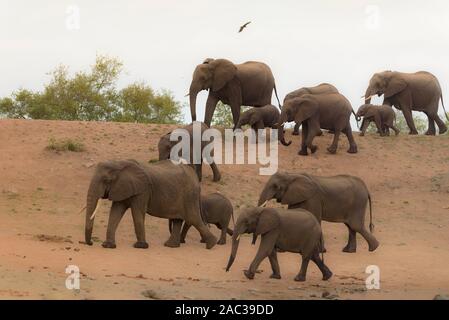 Troupeau d'éléphants l'éléphant d'éléphants se rassemblent Banque D'Images