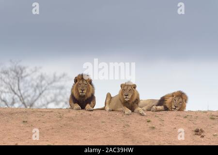 Lion mâle mâle lion frères nomades coalition Banque D'Images