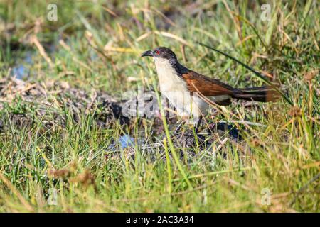 coucal à queue pérée, Centropus cupreicaudus, Réserve privée de Khwai, Delta d'Okavango, Botswana Banque D'Images