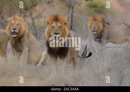 Lion mâle mâle lion frères nomades coalition Banque D'Images