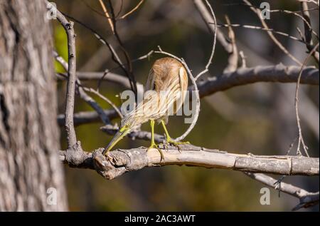 Squacco Heron, Ardeola Valloides, dans un arbre, Réserve privée de Khwai, Delta d'Okavango, Botswana Banque D'Images