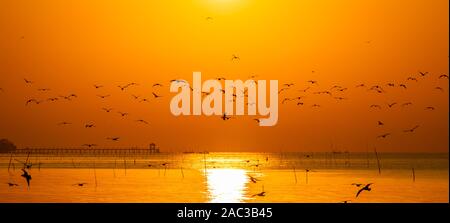 Paysage panoramique de la silhouette du vol de mouettes ensemble sur la surface de la plage de couleurs orange sky au lever du soleil. Banque D'Images