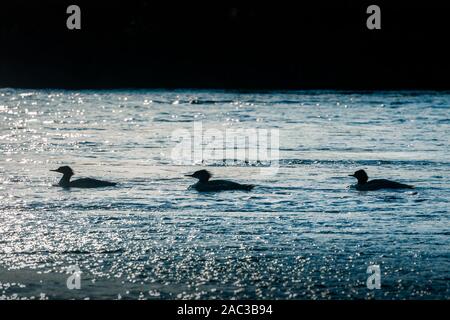 Scène silhouette de trois canards flottant sur la surface de l'eau de la rivière qui coule rapidement dans le Parc National de Yellowstone, Wyoming, USA. Banque D'Images