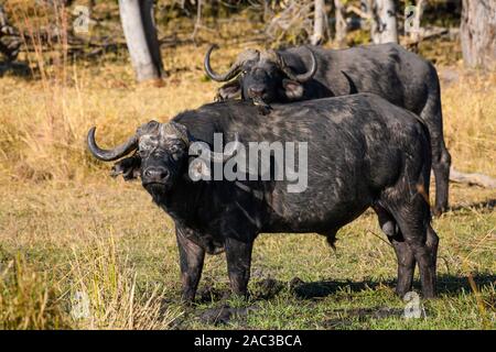 Buffle africain mâle ou Cape Buffalo, Syncerus caffer, avec Oxpeckers à facturation rouge, Delta d'Okavango, Botswana Banque D'Images