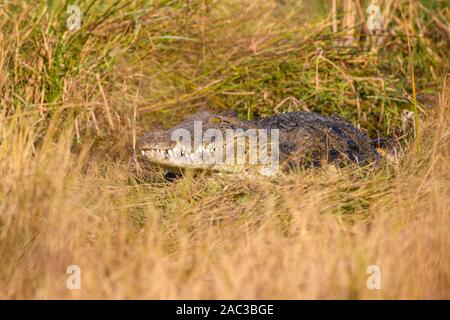 Crocodile Du Nil, Crocodylus Niloticus, Réserve Privée De Khwai, Delta D'Okavango, Botswana Banque D'Images