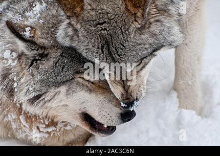 Deux loups gris montrer de l'affection. Banque D'Images