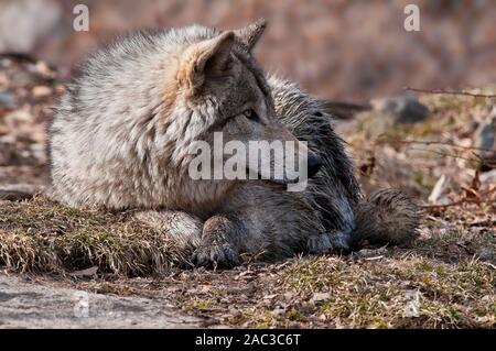 Loup gris couché sur l'herbe brune. Banque D'Images