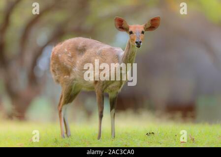 Femelle bushbuck, bush bush buck buck, le cap Banque D'Images