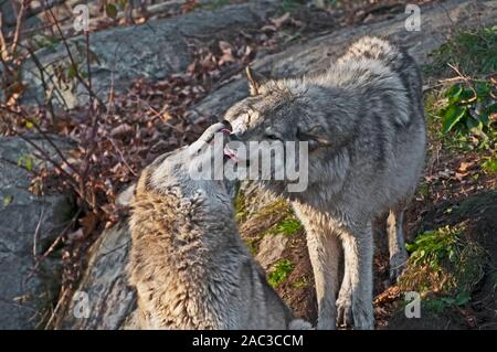 Deux loups montrer de l'affection. Banque D'Images