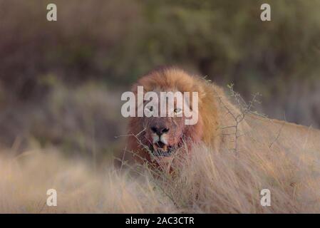 Lion mâle avec du sang, du sang jusqu'lionclose face portrait Banque D'Images