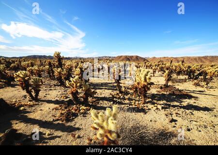 Mots-clés : Arbre, Joshua, national, parc, cholla, cactus, jardin, California, USA, désert, paysage, nature, mojave, usine, nord, désert, natura Banque D'Images