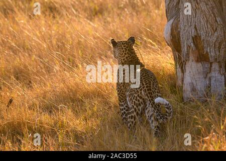 Leopard, Panthera pardus, marchant à travers le long herbe, réserve privée de Khwai, Delta d'Okavango, Botswana Banque D'Images