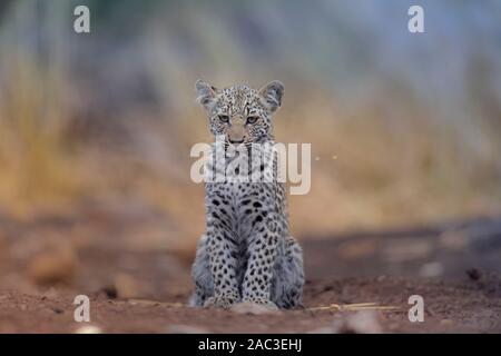 Leopard portrait bébé aux yeux bleus Banque D'Images