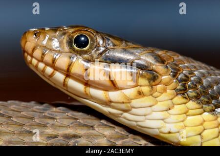 À ventre clair (couleuvre d'eau Nerodia erythrogaster simplex) boudin close-up de tête Banque D'Images