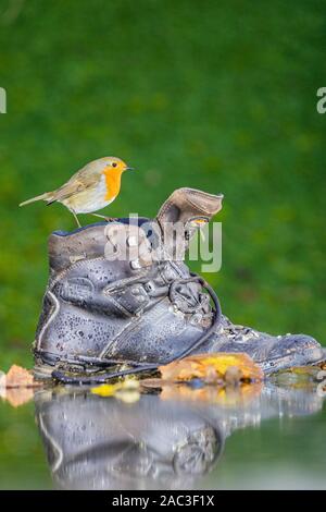 Robin s'alimenter dans un jardin gallois rural par une froide journée d'automne Banque D'Images