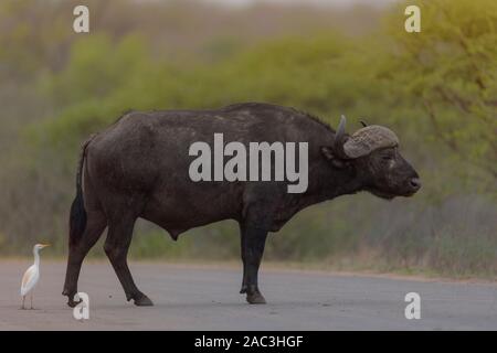 Buffle africain portrait Banque D'Images