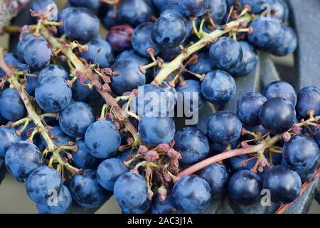 Arrière-plan de raisins noirs mûrs sur les tiges Banque D'Images