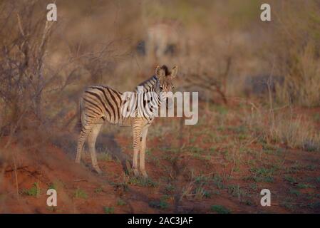 Portrait, Zebra Zebra calf Banque D'Images