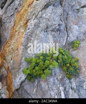 Rock samphire Crithmum maritimum croissant dans des lits de schistes métamorphiques sur Lundy Island dans le chenal de Bristol Devon UK Banque D'Images